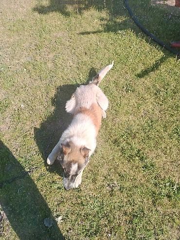 coban iti haqqinda melumat: 4 ay, Erkek, Cütləşmə üçün, Ünvandan götürmə — 6