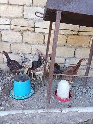 hamster near me: Toyuq cücələri, Damazlıq — 5