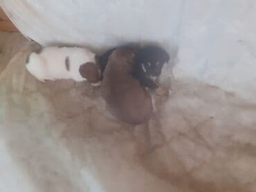 купить собаку в: 1 месяц, С прививками — 1