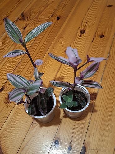 bitki guli: Daxili dekor üçün 3 ədəd saksı bitkisi dəsti - Syngonium podophyllum — 7
