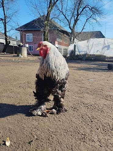 Brahma cinsi xoruz - Nadir dekorativ cins: iri gövdə, güclü skelet