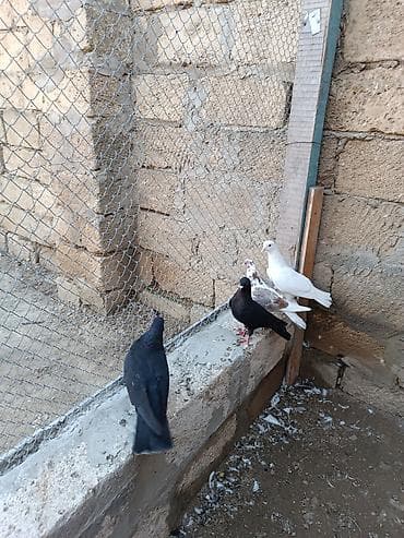labrador retriever satilir: Hazır cüt quşlar hamısı bir yerdə satılır. Ünvan iyirmi yanvar metrosu — 4