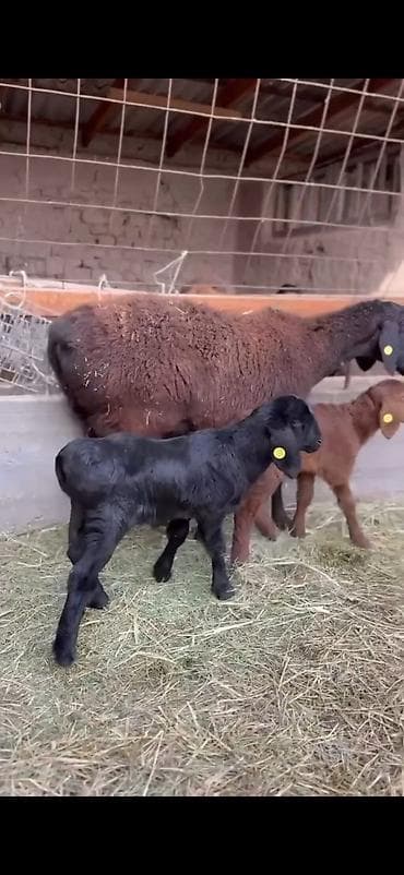 qoyun sekili: Qoyun və quzu dəsti - Ana qoyun: yerli ətlik-tip (qara başlı — 4