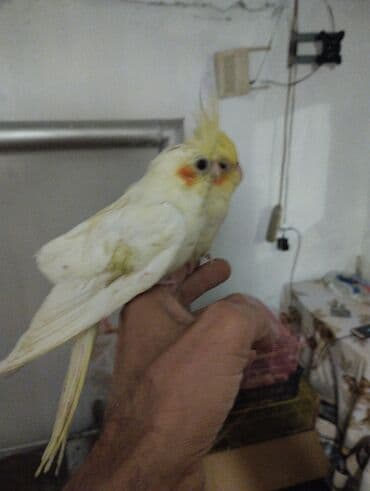 goyercin yuvasi: Məhsul: Nimfa (Cockatiel) tutuquşuları – ağ-sarı rəngli, yanaqlarda — 2