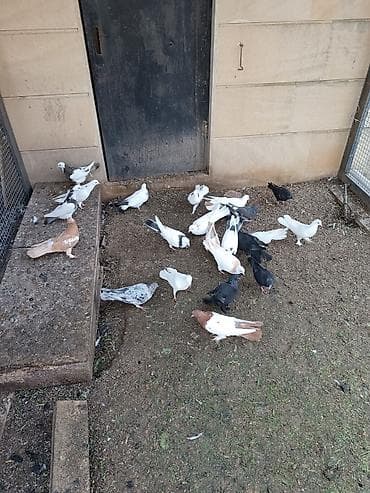 goyərcin satışı: Küt satılır biri 15₼ — 3