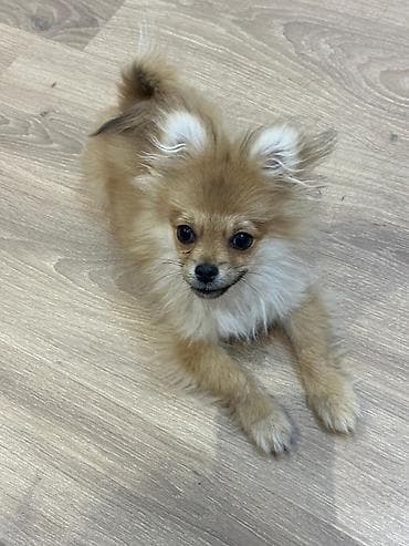 alabaý itleri: Şpitz — 5