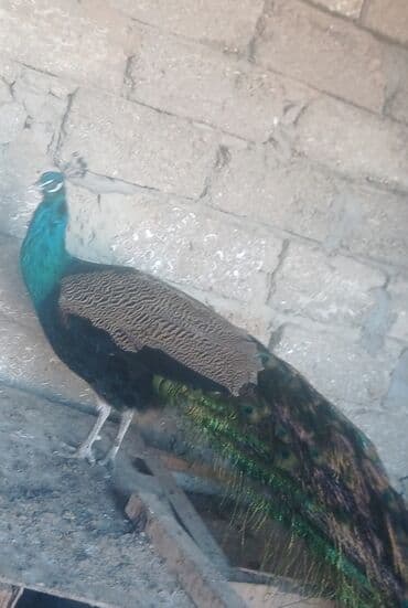 Heyvanlar üçün mallar: Erkək tovuzquşu satılır. - Yaş: 5 il - Sağlamdır - Parlaq mavi-yaşıl — 1