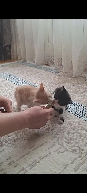 Кошки: Самец, В добрые руки, Самовывоз — 8
