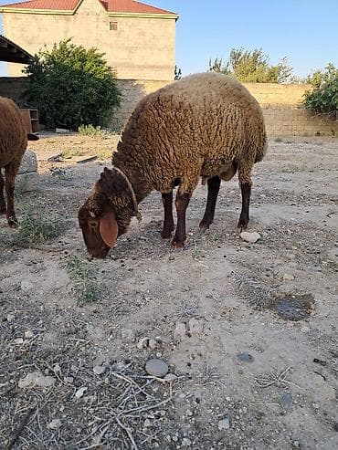 it cinsi: Salam sağlam 2 eded erkek quzu satilir butun qurd dermanlari verilib 6 — 3