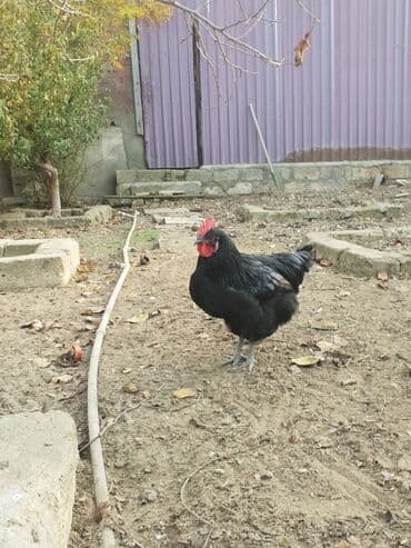 Qara rəngli xoruz 6 ayliqdir - Cins: yerli qaralmış tip, parıltılı