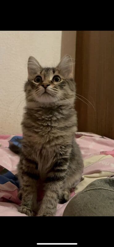 Sibir, Yaxşı əllərə