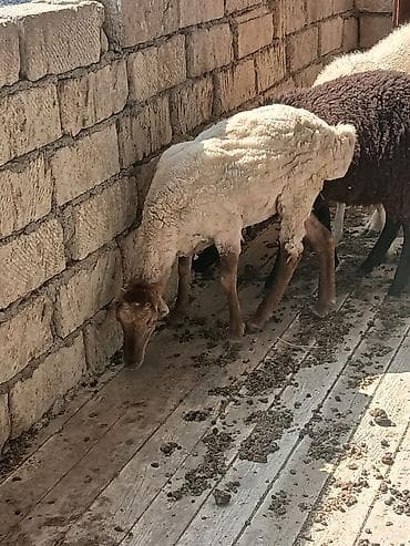 heyvan satisi: Ekiz tay Dişi quzuLar satıLır yeni qırxıLdıqları üçün biri yunLudu — 2
