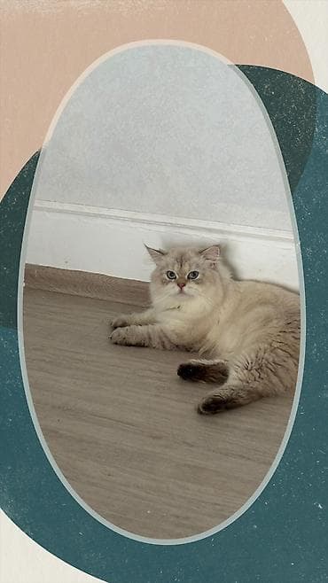 top az itler: Ragdoll cinsli balaca pişiklər - Cins: Ragdoll (sakit, mehriban və — 8