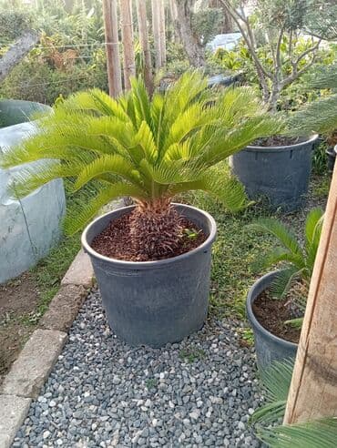 Sifarişlə əl işləri: Agaclar
gubreler guller — 8