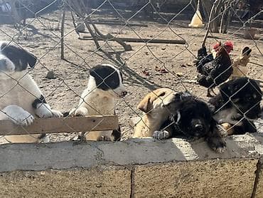 pitbul ıt: 2 ay, Erkek — 5