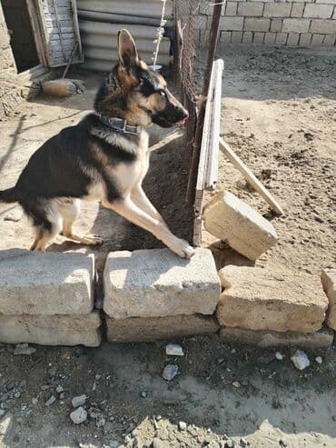 собака отдам в хорошие руки: Alman çoban iti, 6 ay, Erkek — 4