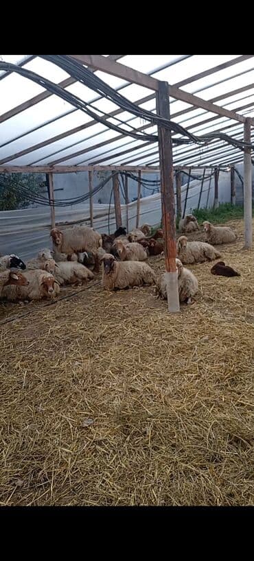 ördək yumurtası satışı: Dişi, Qala, il: 1, 50 kq, Damazlıq, Ünvandan götürmə — 1