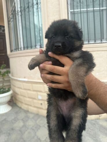 Gəmiricilər: Alman çoban iti, 1 ay, Erkek, Ödənişli çatdırılma — 3