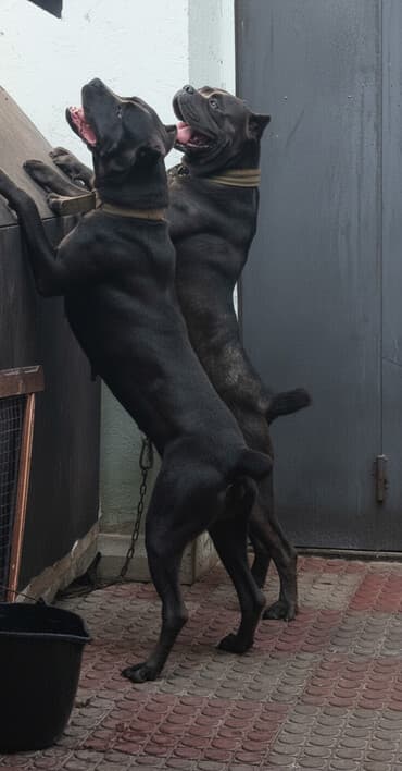 xaski iti qiymeti: Kane-Korso, 2 il, Erkek, Peyvəndli, Ünvandan götürmə — 2