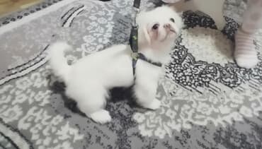 İtlər: Pekines, 4 ay, Erkek, Peyvəndli, Pulsuz çatdırılma — 1