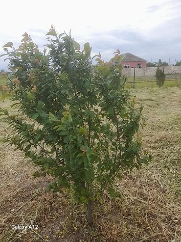 yun doşək: Meyvə ağacları – yerüstü köklü kollar - Növ: daş meyvə ailəsi — 9