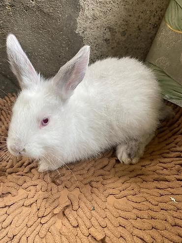 Digər heyvanlar: Ağ rəngli ev dovşanı - Növ: Ev dovşanı (albino tiplı – qırmızı gözlü — 7