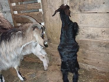 keçi dişi: Məhsul: Balalı keçi Təsvir: - Balalar mart ayının 17-si doğulub.1 — 8