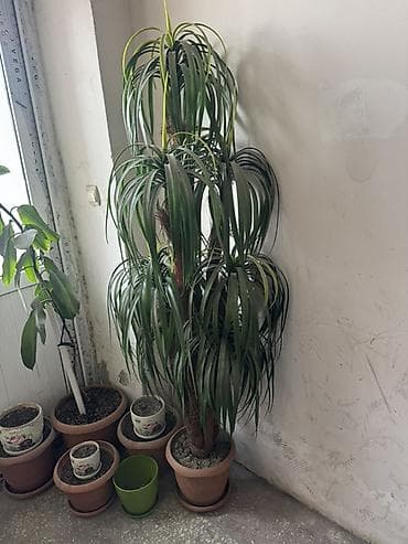 room: Böyük ölçülü otaq bitkiləri və saxsı dəsti - 2 ədəd iri dekorativ — 4