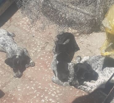 3 ay, Dişi, Peyvəndli, Rayonlara çatdırılma, Ödənişli çatdırılma, Ünvandan götürmə