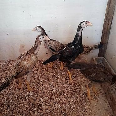 brama cüce: Toyuq cücələri, Damazlıq, Ödənişli çatdırılma — 2