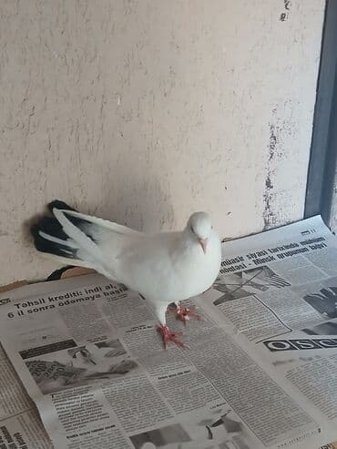 arpa bugda: Məhsul: Yerli dekorativ göyərçinlər (cüt) Təsvir: - Rəng: ağ əsas — 3