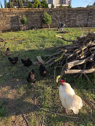 cuce satisi: Temiz qan Australorp cuceleri .3-gunluk 3 manat,20 gunluk -5manat — 4