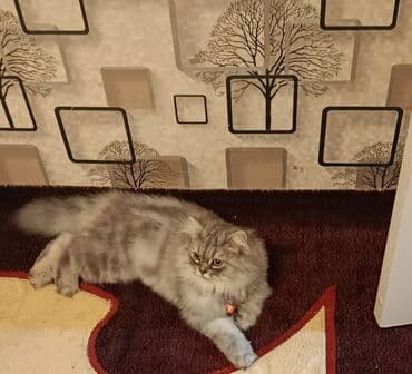 pişik yem qabı: Pers cinsi kicle bagli tecili satilir butun peyvendleri olunub butun — 1