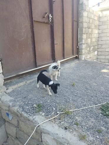bokser it: Kiçik ölçülü it balaları - Növ: xırda ölçülü ev iti balaları (qarışıq — 1