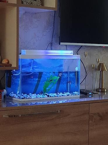 akvaryum baligi: Dördbucaq akvarium, Balıqlarla birlikdə, 30 l — 6