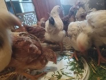 Toyuq cücələri, Ətlik