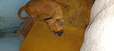 магазин собак в баку: Боксёр — 6