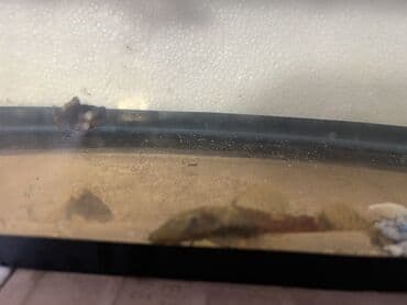 glofish balığı: Sülhsevər — 2