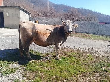 jersey inək satılır: Süd inəyi – dana ilə birlikdə - Cins: yerli/sarımtıl-boz rəngli — 6