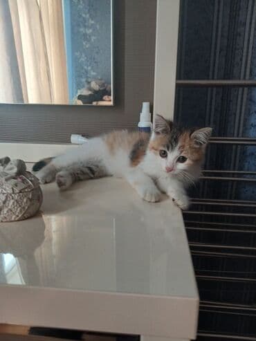 Akvarium aksessuar və ləvazimatları: Yaxşı əllərə — 1