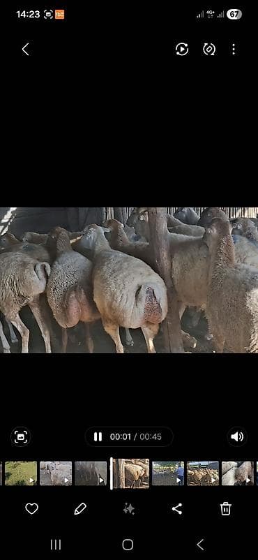 qoyun surusu satilir: 2 avqus 600 bas satlir barter var - Cins: quyruqlu (yağlı quyruq) — 3