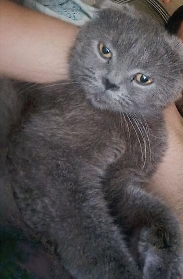 ev heyvanları: Şotland — 1