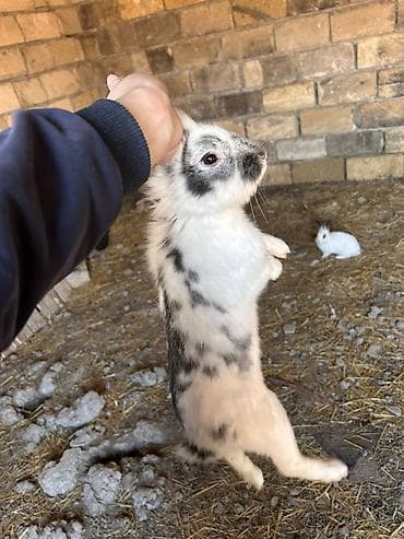 Mal-qara: Məhsul: Dovşanlar (xüsusi seçmə müxtəlif rənglər) Təsvir: - — 1