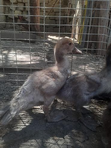 ov tiri satilir: 8 dene ordek bir aylig 7manat. 055 880 85 29. barter yoxdur — 3