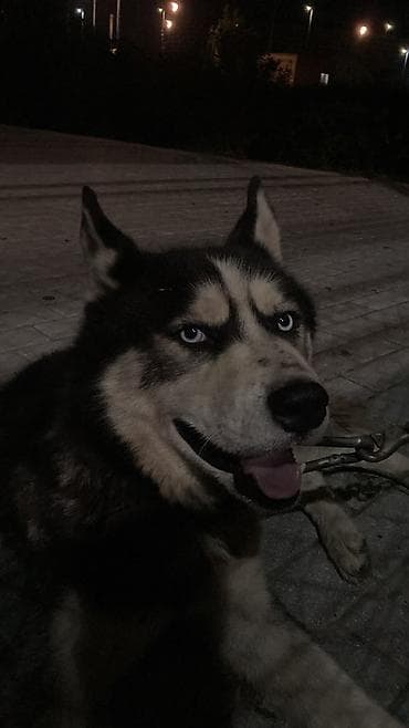 bala haski: Xaski, 4 il, Erkek, Peyvəndli — 3