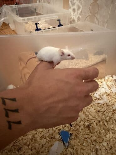 Boşqablar: Ağ rəngli dekorativ siçanlar - Rəng: tam ağ, çəhrayı quyruq və — 1