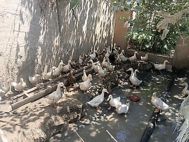 bildircin satisi: Dişi, Ətlik — 2