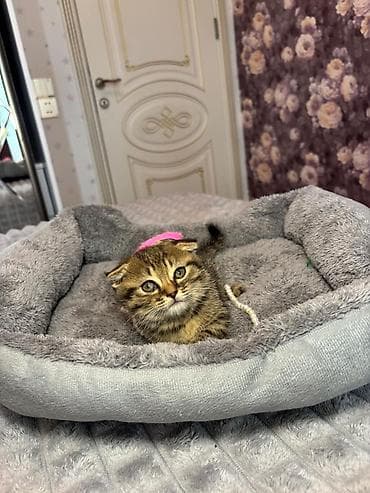 heyvan: Şinşilla, Erkək — 7