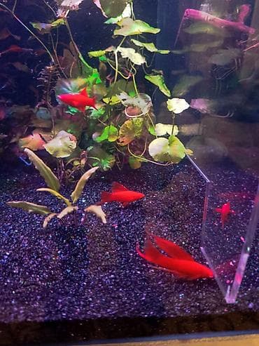 qusarda inek satilir: Meçenos balığı, Sülhsevər, Ünvandan götürmə, Ödənişli çatdırılma — 1