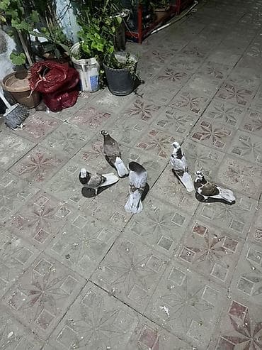 dekorativ quslar: Sarıköynəkli, ağ-qumral rəng çalarlarında dekorativ göyərçinlər dəsti — 2